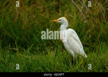 Airone guardabuoi (Bubulcus ibis), Arthur R Marshall National Wildlife Reserve - Loxahatchee, Florida, Stati Uniti d'America. Foto Stock