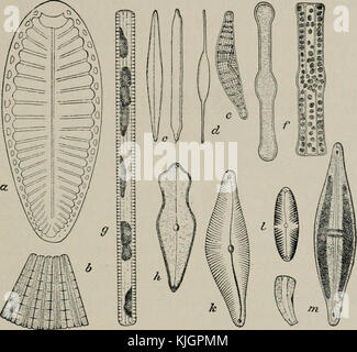 «la microscopia degli alimenti vegetali, con particolare riferimento all'individuazione dell'adulterazione e alla diagnosi di miscele» (1916) Foto Stock