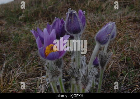 Pulsatilla taurica. gruppo di pasqueflowers nelle montagne della Crimea closeup Foto Stock