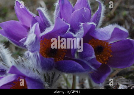 Pulsatilla taurica. gruppo di pasqueflowers nelle montagne della Crimea closeup Foto Stock