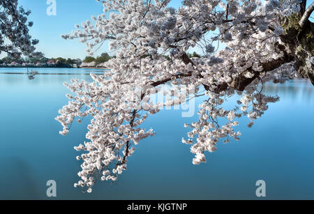 Fiori Ciliegio intorno al pool di marea durante il Cherry Blossom Festival. Washington, DC Foto Stock