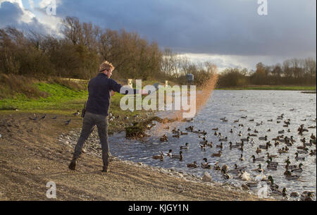 WWT Martin Mere Wetland Center: Dai da mangiare agli uccelli alle 15:00 Whooper Swans al Martin Mere Wildfowl and Wetlands Trust Local Nature Reserve, Burscough, Regno Unito Foto Stock