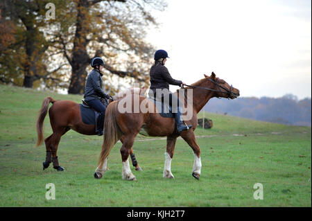 Londra, Regno Unito. 24 nov, 2017. uk meteo horse piloti sul luminoso giorno in Richmond Park. Credito: johnny armstead/alamy live news Foto Stock