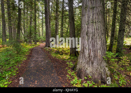 Sentiero al Devoto Memorial Cedar Grove vicino al Passo Lolo, MP 165 sul passaggio nord-ovest Scenic Byway, Clearwater National Forest, Idaho, Stati Uniti Foto Stock