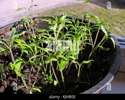 Piccoli giovani piantine di pomodoro cresce in vaso di fiori sul davanzale della finestra Foto Stock