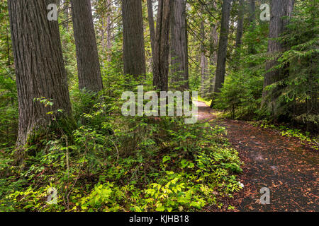 Sentiero al Devoto Memorial Cedar Grove vicino al Passo Lolo, MP 165 sul passaggio nord-ovest Scenic Byway, Clearwater National Forest, Idaho, Stati Uniti Foto Stock