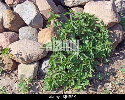 Wild ortica con foglie urticante crescente sulla pila di pietra Foto Stock