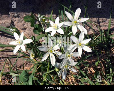 Piccoli fiori selvatici con petali di colore bianco come stelle forma Foto Stock