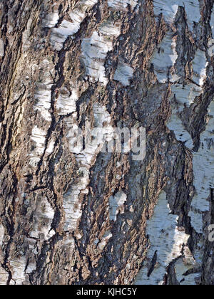 Betulla corteccia texture di superficie da vicino come sfondo Foto Stock
