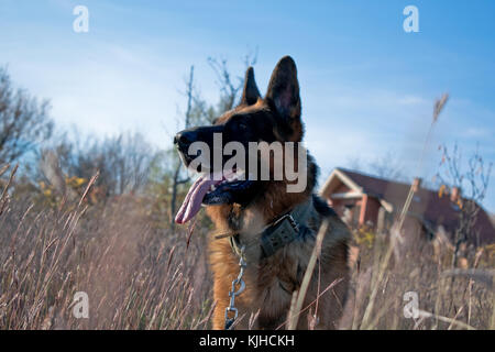 Pastore Tedesco cane fuori ritratto Foto Stock