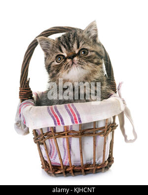Exotic Shorthair kitten davanti a uno sfondo bianco Foto Stock