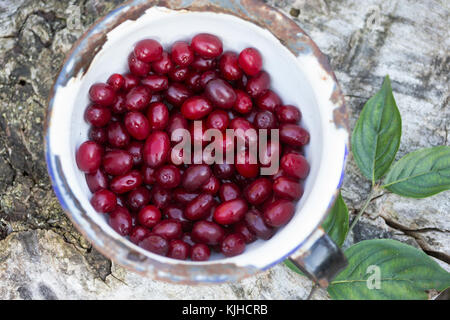 Kornelkirsche, Kornelkirschen, Ernte, Kornel-Kirsche, Kornellkirsche, Kornellkirschen, Kornel, Kornell, Frucht, Früchte, Cornus mas, Corniolo, Foto Stock