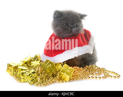 Exotic Shorthair kitten davanti a uno sfondo bianco Foto Stock
