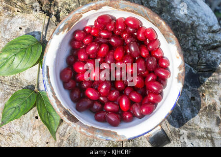 Kornelkirsche, Kornelkirschen, Ernte, Kornel-Kirsche, Kornellkirsche, Kornellkirschen, Kornel, Kornell, Frucht, Früchte, Cornus mas, Corniolo, Foto Stock