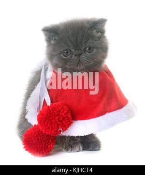 Exotic Shorthair kitten davanti a uno sfondo bianco Foto Stock