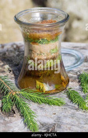 Maiwipferl-Sirup, Maiwipfel-Sirup, Maiwipferlsirup, Maiwipfelsirup, Hustensirup, Husten-Sirup, Fichtensirup, Fichten-Sirup, Fichtenhonig, Sirup, Ficht Foto Stock