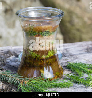 Maiwipferl-Sirup, Maiwipfel-Sirup, Maiwipferlsirup, Maiwipfelsirup, Hustensirup, Husten-Sirup, Fichtensirup, Fichten-Sirup, Fichtenhonig, Sirup, Ficht Foto Stock