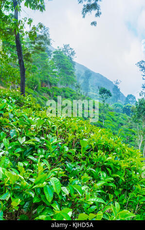 Il verde delle foglie del tè di arbusti piantati sulle pendici del piccolo Adam's Peak, ella, sri lanka. Foto Stock