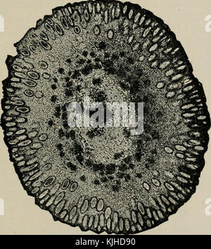 «la microscopia degli alimenti vegetali, con particolare riferimento all'individuazione dell'adulterazione e alla diagnosi di miscele» (1916) Foto Stock