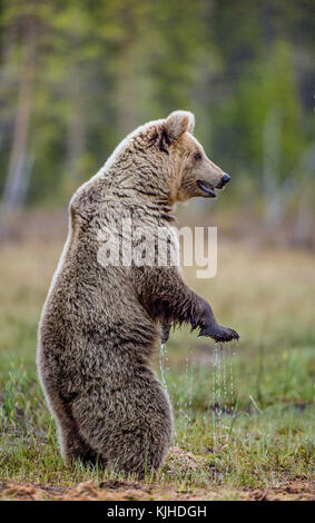 Orso bruno in piedi sulle sue zampe posteriori su una palude. Ursus arctos ( orso bruno) Foto Stock