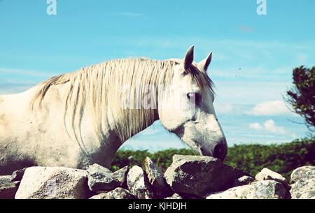 Un pony Connemara in Connemara Foto Stock