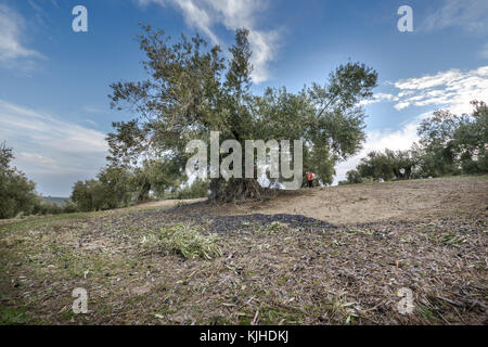 Una donna accumuli le olive cadute sul pavimento dagli ulivi con una macchina soffiante d'aria nella provincia di Jaén , Spagna, 2017 Foto Stock