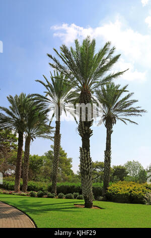 Le palme nel parco ramat hanadiv, memorial gardens del barone Edmond de Rothschild, Zichron Yaakov, Israele Foto Stock