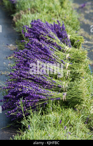 I grappoli di appena raccolto lavanda a Shropshire Lavanda, Pickstock, England, Regno Unito Foto Stock