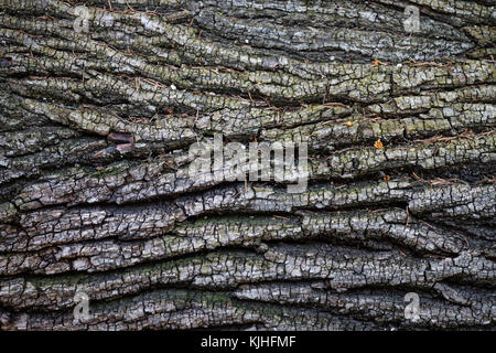 Restio ad albero con aghi di abete e verde muschio, Austria Foto Stock