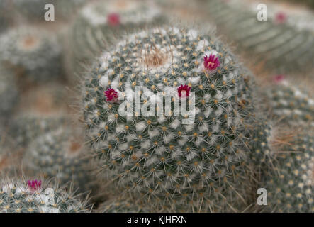 Focus sul primo piano di sferico piccolo impianto di cactus con fiori di colore rosa e giardino in background Foto Stock