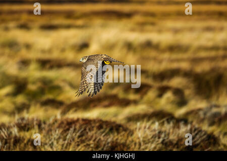 Merlin porta la sua cena, che sembra essere una piccola vole Foto Stock