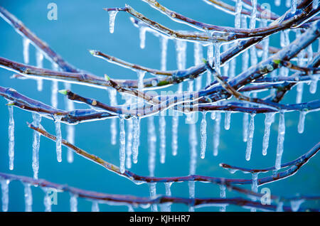 I rami di un albero coperto con uno spesso strato di ghiaccio su uno sfondo blu in nevicata, Ioannina, Grecia. Foto Stock