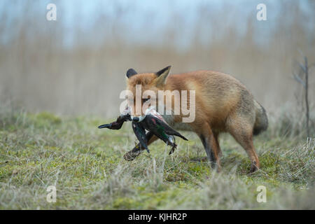 Red Fox / rotfuchs ( vulpes vulpes ) caccia, con la preda nel suo muso, afferrato, portante un anatra con le sue ganasce, la fauna selvatica, l'Europa. Foto Stock