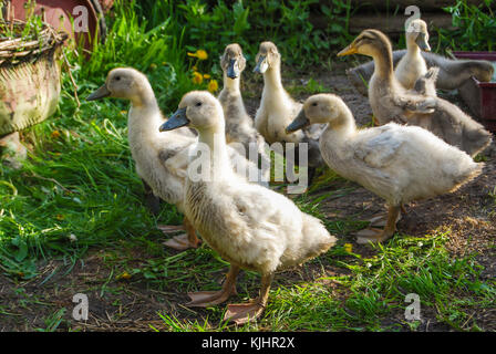 Gruppo di anatre domestiche della razza 'preferiti'. giovani anatroccoli 3 settimane. Foto Stock