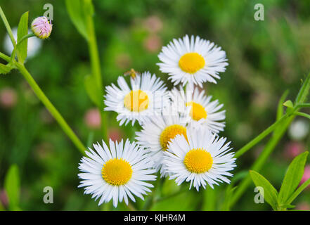 Bellissimo giardino chamomiles su uno sfondo di colore verde brillante fogliame Foto Stock
