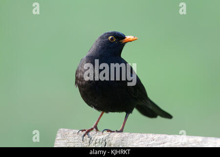 Maschio di merlo comune (turdus merula) nella riserva naturale moenchbruch vicino a Francoforte, Germania. Foto Stock