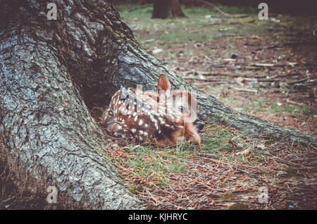 Nuovo nato sika fulvo cervo nel Parco di Nara foresta, Giappone Foto Stock