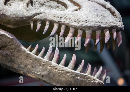 Badajoz. Spagna - 15 ottobre 2016: Modello realistico di dinosauro alla mostra Ifeba Expojurasico. Cranio Tyrannosaurus Rex Foto Stock