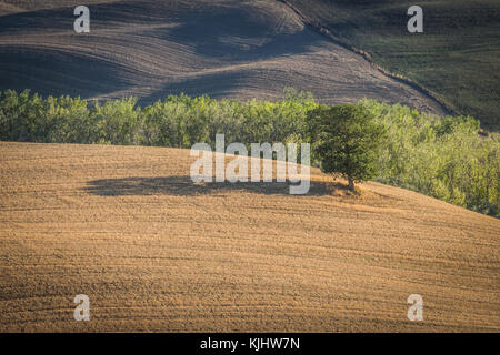 Bellissima natura, sulle dolci colline della Toscana, Italia con un lone tree in un campo. Foto Stock