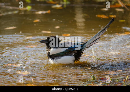 Magpie eurasiatiche (Pica pica) che fa il bagno nello stagno di Barn Hill, Wembley Park Foto Stock