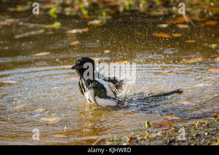 Magpie eurasiatiche (Pica pica) che fa il bagno nello stagno di Barn Hill, Wembley Park Foto Stock