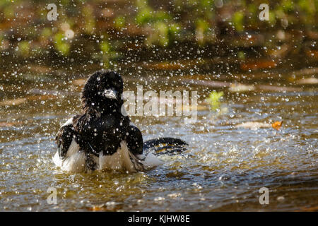 Magpie eurasiatiche (Pica pica) che fa il bagno nello stagno di Barn Hill, Wembley Park Foto Stock