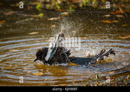 Magpie eurasiatiche (Pica pica) che fa il bagno nello stagno di Barn Hill, Wembley Park Foto Stock