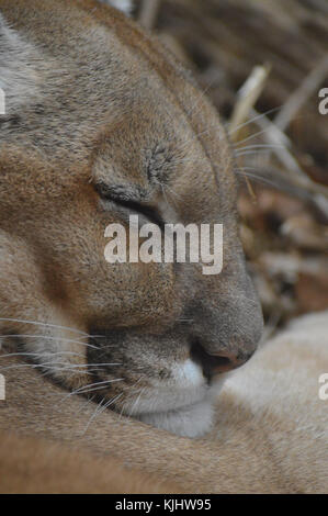 Sleeping puma Foto Stock