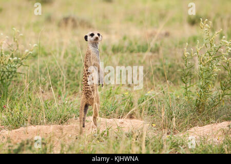 Meerkat (Suricata suricatta) in piedi sulle zampe posteriori mantenendo watch, Sud Africa Foto Stock