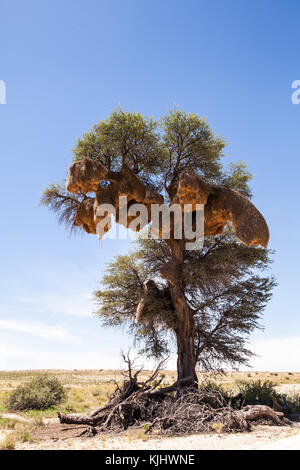 Socievole weaver nidi in un albero, Sud Africa Foto Stock