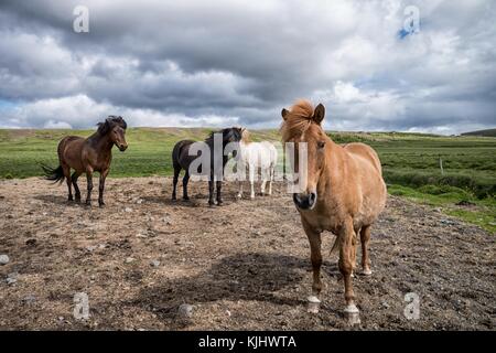 Cavalli islandesi in un campo, Reykholt, Vesturland, Islanda Foto Stock