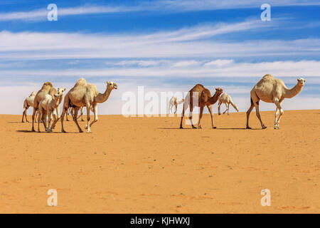 Allevamento di cammelli nel deserto, Arabia Saudita Foto Stock