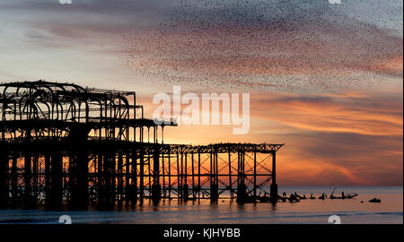 Murmuration sopra le rovine di brighton il molo ovest sulla costa meridionale dell'inghilterra. Un gregge di storni piomba sul molo al tramonto prima sono ' appollaiati. Foto Stock