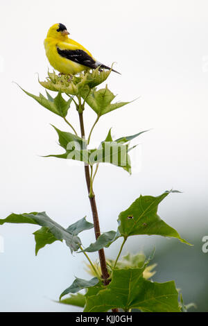 Una pinca gialla, conosciuta anche come una pinca d'oro o il nome scientifico Spinus Tristus arroccato su un albero d'acero Foto Stock